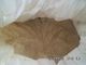 CAS 8002-80-0 por cento Vital Wheat Gluten Powder Bulk de HACCP 82